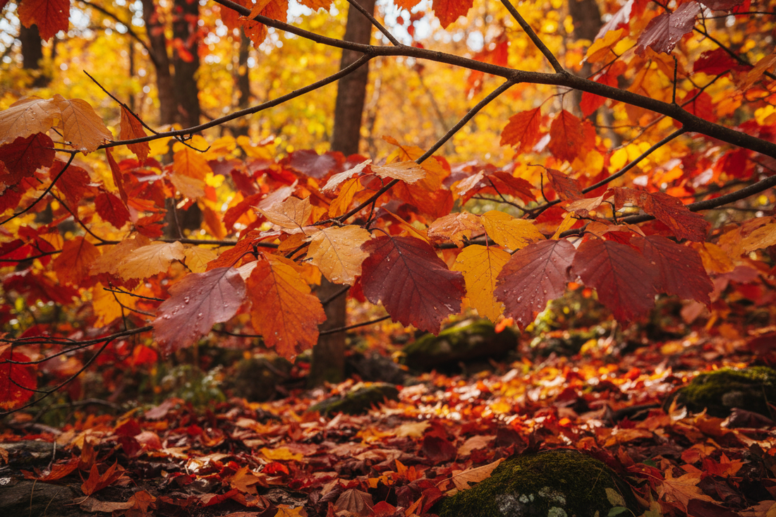 Herbstmüdigkeit & Stress – kurz & knackig 🍁😌