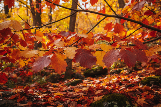 Herbstmüdigkeit & Stress – kurz & knackig 🍁😌
